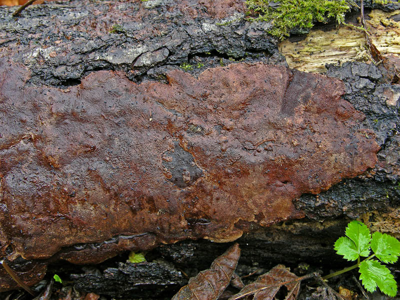 Avete voglia di funghi di oggi....guardate questo post.